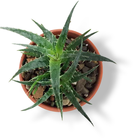 Plant