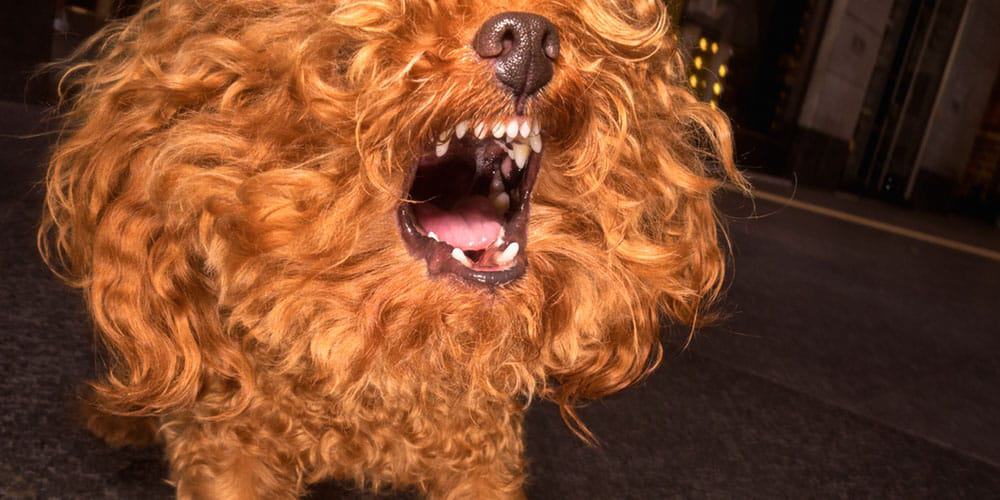 dog barking.jpg dog barking.jpg