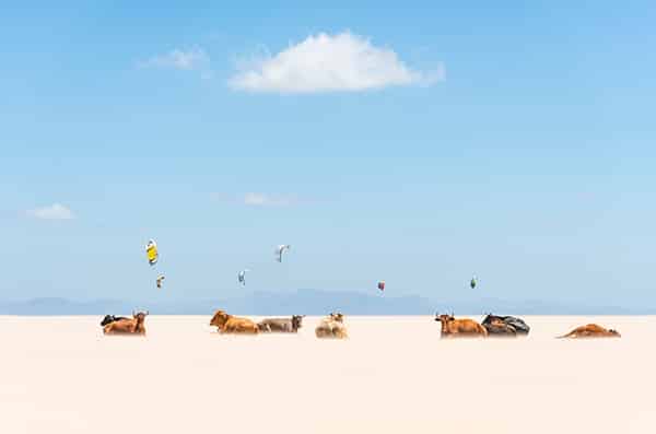 Andrew Lever photographic work from Andalucia, Spain printed on C-Type photographic printing paper cows on a beach