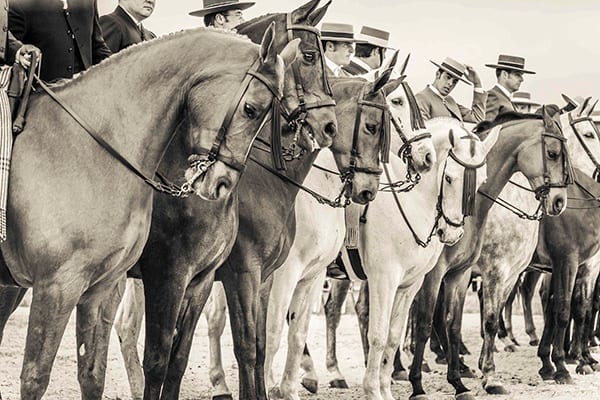 Andrew Lever photographic work from Andalucia, Spain printed on C-Type photographic printing paper horses sepia Andrew Lever photographic work from Andalucia, Spain printed on C-Type photographic printing paper horses sepia