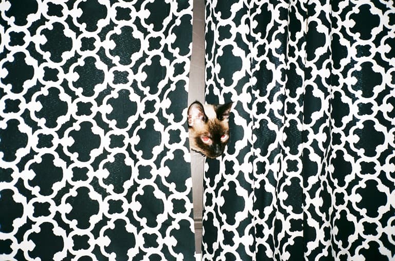 Jaejin Hwang photographic series printed on photographic printing paper C-Type Fuji Matt cat in curtains