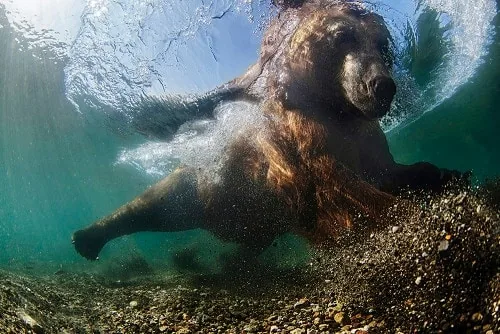 bear catches salmon in a wildlife photograph for the sony world photography awards 2016 at somerset house which theprintspace printed photographic prints 